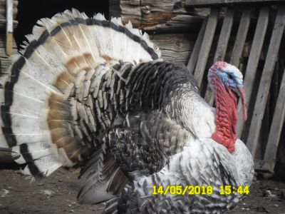 Лот: 11595942. Фото: 1. Индюк. Миски, лотки, наполнители