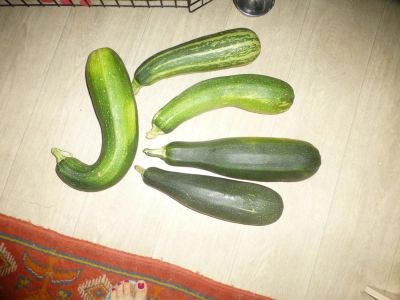Лот: 10320833. Фото: 1. отдам кабачки. Овощи, фрукты, зелень