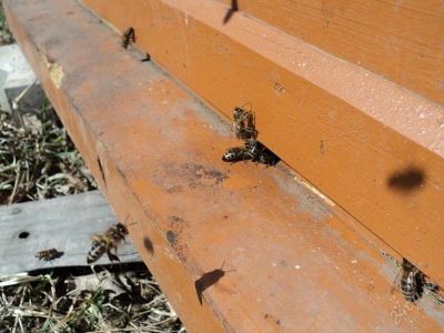 Лот: 1016621. Фото: 1. Маточное молочко. Здоровье можно... Другое (продукты)