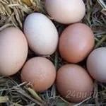 Лот: 1087731. Фото: 1. Яйцо куриное деревенское. Икра, рыба, морепродукты