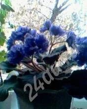 Лот: 609313. Фото: 1. Ruffled Skies. Горшечные растения и комнатные цветы