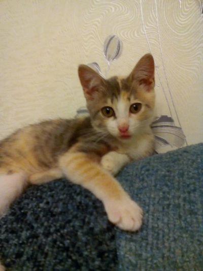 Лот: 10048021. Фото: 1. котеночек. Кошки, котята