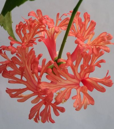 Лот: 15889853. Фото: 1. Гибискус schizopetalus Шизопеталус. Горшечные растения и комнатные цветы