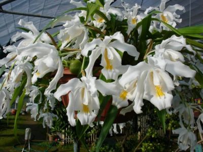 Лот: 14924676. Фото: 1. Продам орхидею Coelogyne Cristata... Горшечные растения и комнатные цветы
