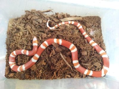 Лот: 3787786. Фото: 1. Молочная змея гондурасская (Lampropeltis... Остальные животные