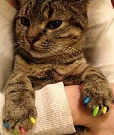 Лот: 3338458. Фото: 1. Антицарапки разноцветные для кошек... Косметика, лекарства