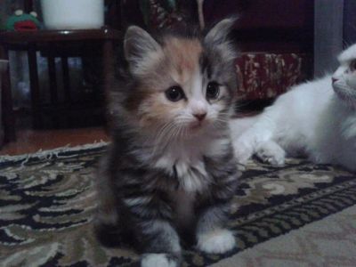 Лот: 7323909. Фото: 1. Котики. Кошки, котята