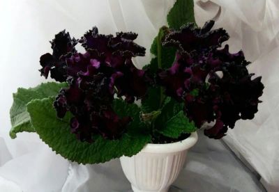 Лот: 17567071. Фото: 1. Стрептокарпус Dem-Чёрный Лебедь... Горшечные растения и комнатные цветы