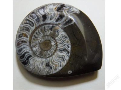 Лот: 2336786. Фото: 1. Аммонит 81мм. Археология
