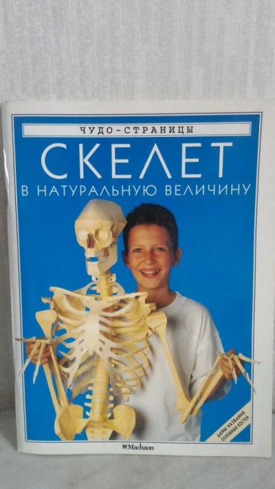 Лот: 7759286. Фото: 1. Скелет в натуральную величину. Авторские куклы, игрушки, поделки