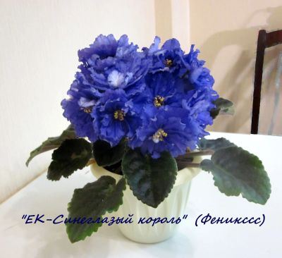 Лот: 15581401. Фото: 1. "ЕК-Синеглазый король" лист фиалки... Разное