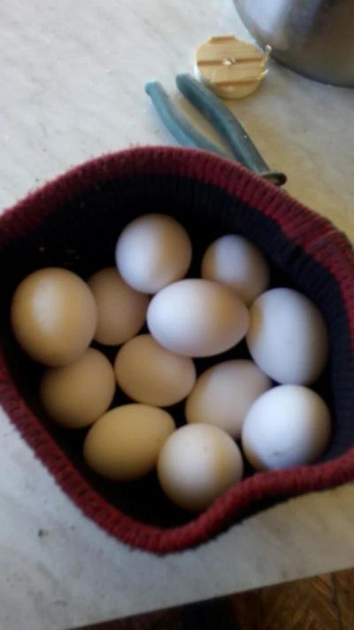 Лот: 7740186. Фото: 1. яйцо домашнее. Мясо, птица, яйцо