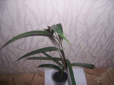 Лот: 627843. Фото: 1. ..фикус али. Горшечные растения и комнатные цветы