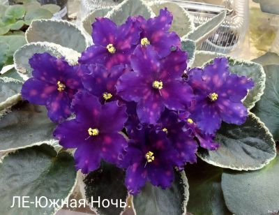 Лот: 17893647. Фото: 1. Фиалка Южная ночь - лист укорененный. Горшечные растения и комнатные цветы