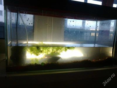Лот: 1897128. Фото: 1. Продам аквариум с рыбками. Аквариумы, террариумы