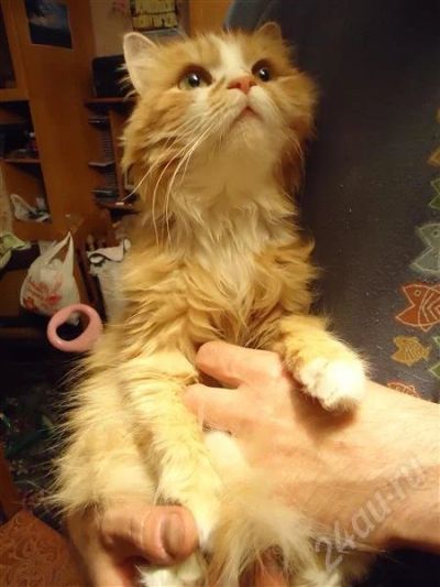 Лот: 564437. Фото: 1. Отдадим хорошую кошечку. Остальные животные