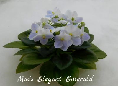Лот: 5876117. Фото: 1. Минифиалка сортовая Mac's Elegant... Горшечные растения и комнатные цветы