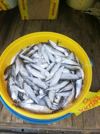 Лот: 12037082. Фото: 1. Тугун. Икра, рыба, морепродукты