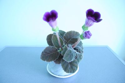 Лот: 20028737. Фото: 1. Глоксиния фиолетовая. Горшечные растения и комнатные цветы