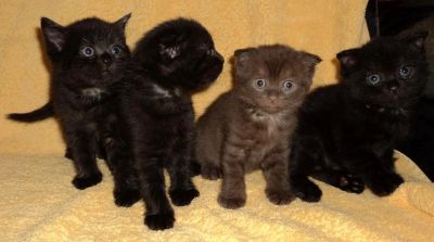 Лот: 4069822. Фото: 1. Шотландские котята. Кошки, котята