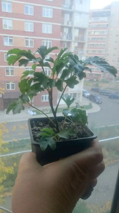 Лот: 11459212. Фото: 1. Полисциас. Горшечные растения и комнатные цветы