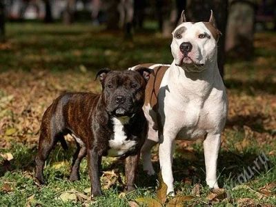 Лот: 1259564. Фото: 1. Самый верный друг. Собаки, щенки