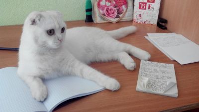 Лот: 6082012. Фото: 1. Кошечка шотландочка. Кошки, котята