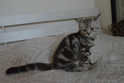 Лот: 5487426. Фото: 1. Шотландский котенок окраса мраморный... Кошки, котята