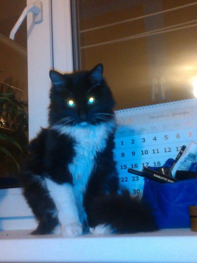 Лот: 4907178. Фото: 1. Кошка Маргоша!!! Стерилизована... Кошки, котята