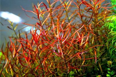 Лот: 15145973. Фото: 1. Людвигия аркуата(Ludwigia arcuata... Водные растения