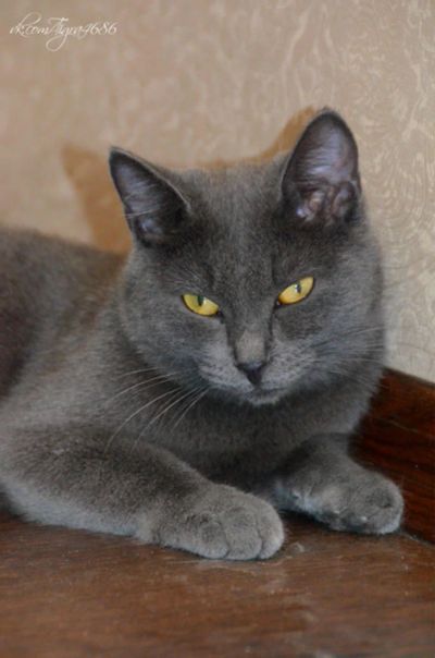 Лот: 7961961. Фото: 1. Кошечка Симка! В добрые руки!. Кошки, котята