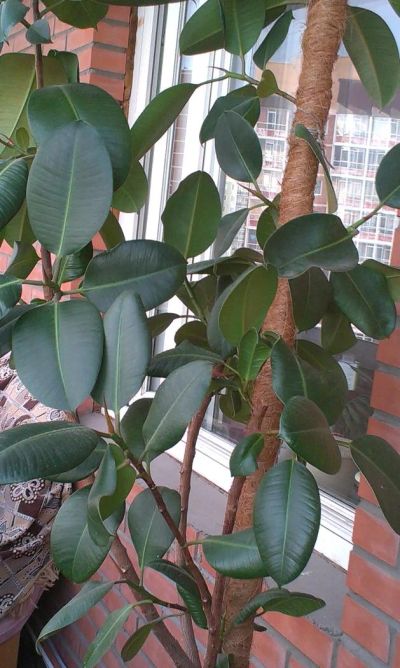 Лот: 4278519. Фото: 1. Фикус каучуконосный - Ficus elastica... Горшечные растения и комнатные цветы