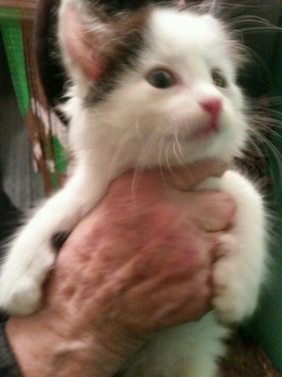 Лот: 12960030. Фото: 1. Брошенные котята срочно ищут дом... Кошки, котята