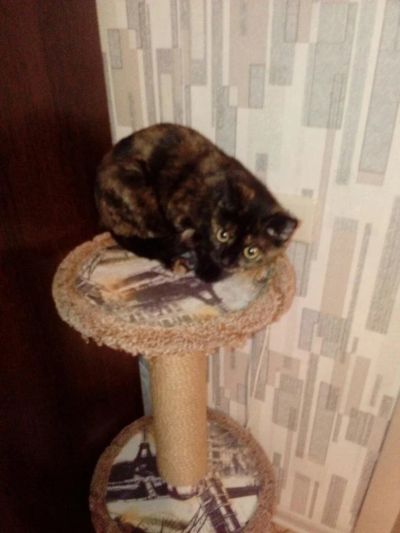 Лот: 10696682. Фото: 1. Срочно отдам кошечку. Кошки, котята