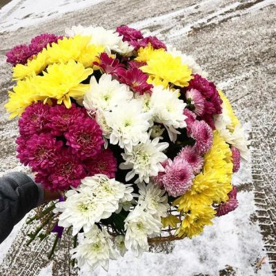 Лот: 6376111. Фото: 1. Хризантемы ! букет из 15 штук... Свежие цветы
