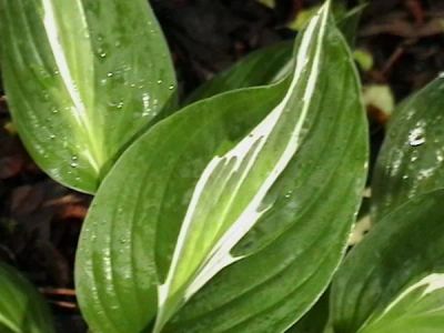 Лот: 19183441. Фото: 1. Хоста" Снейк Айз" (hosta 'Snake... Садовые цветы