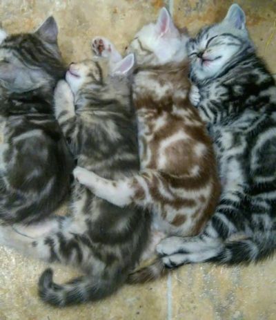 Лот: 10754237. Фото: 1. Британский мраморный котенок. Кошки, котята