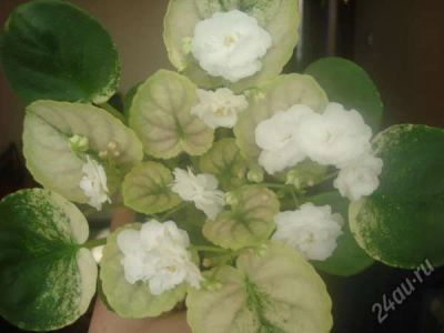 Лот: 4570806. Фото: 1. Фиалка Белый Жемчуг (Щербаков... Горшечные растения и комнатные цветы