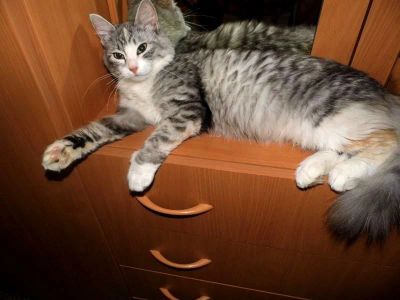 Лот: 4606679. Фото: 1. КОШКА!:3. Кошки, котята