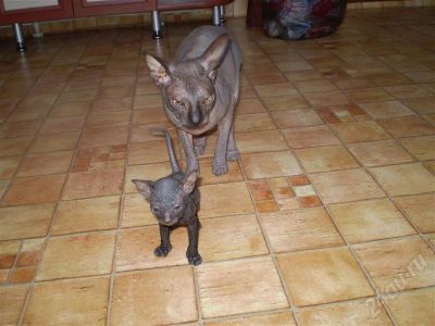 Лот: 357851. Фото: 1. котятята донского сфинкса. Остальные животные