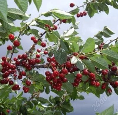 Лот: 2782335. Фото: 1. Вишня на ножке (саженцы). Другое (семена, рассада, садовые растения)