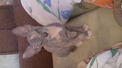 Лот: 5631543. Фото: 1. Котята Канадского сфинкса!!!!. Кошки, котята