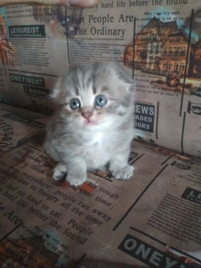 Лот: 13332567. Фото: 1. Шотлат. Отличный подарок. Кошки, котята