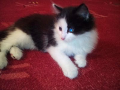 Лот: 5998362. Фото: 1. подарю котика. Кошки, котята