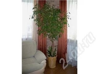 Лот: 224690. Фото: 1. !!!Фикус Бенджамина!!!. Горшечные растения и комнатные цветы