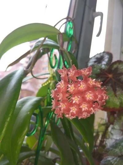Лот: 10072006. Фото: 1. хойя (Hoya ilagiorum). Горшечные растения и комнатные цветы