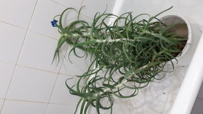 Лот: 13703273. Фото: 1. Алоэ. Горшечные растения и комнатные цветы