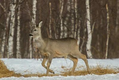 Лот: 24915111. Фото: 1. Сибирская косуля, для таксидермии. Чучела животных, рога, шкуры