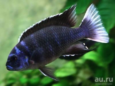 Лот: 9050764. Фото: 1. Псевдотрофеус "Асей Нгара" (Pseudotropheus... Рыбки