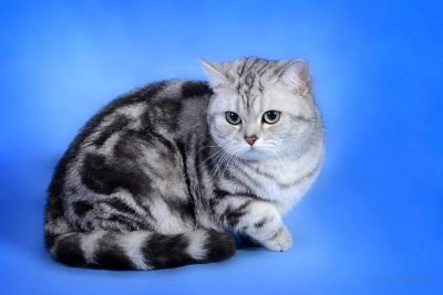 Лот: 5036905. Фото: 1. Британская мраморная кошечка. Кошки, котята